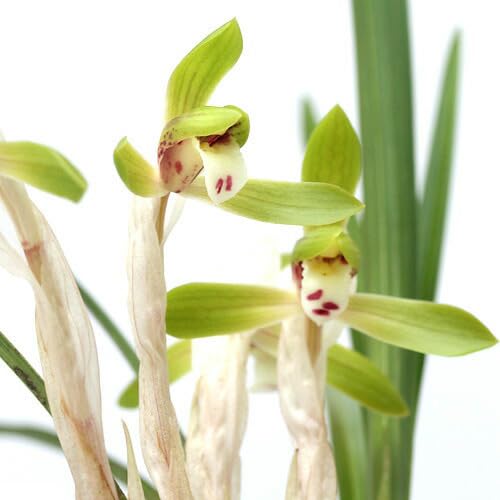 【春蘭＊開花株＊5つの可憐なお花が咲いています】天然/野生/里山自生/山野草 春蘭＊開花株＊5つの可憐なお花が咲いています】天然/野生/里山